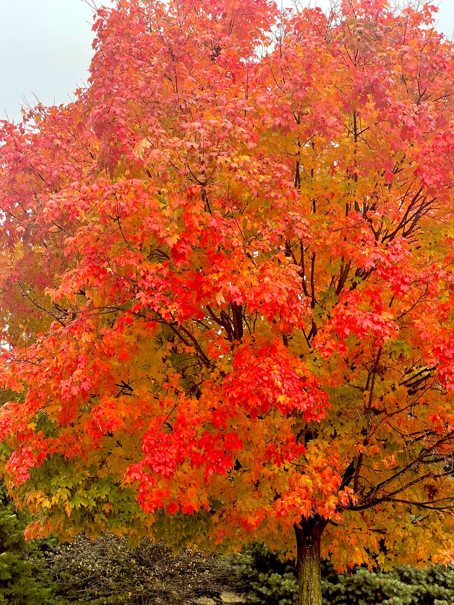 #PureMichigan #fallseason #autumn2022 🍁