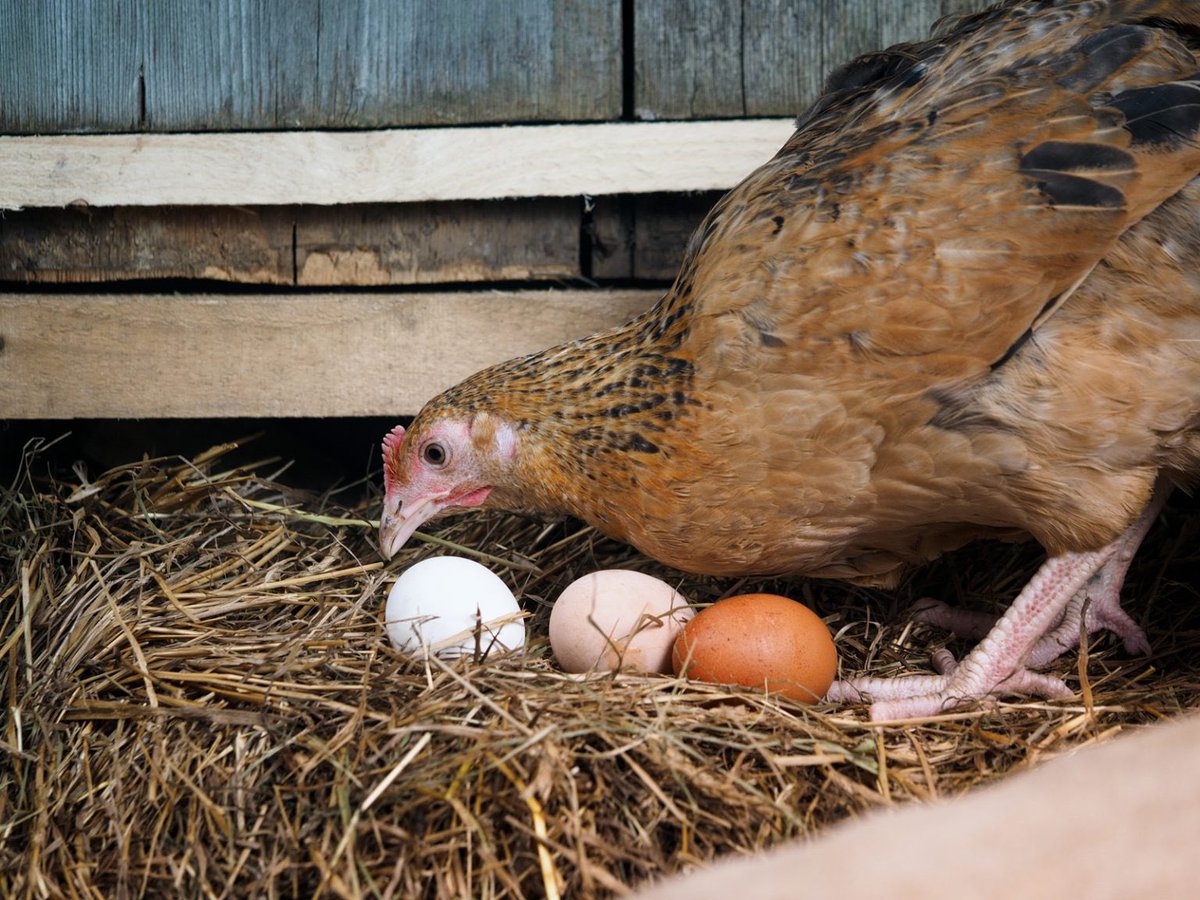 HealthyChickens's tweet photo. What do you do with your chickens once they stop laying eggs? Here are some ways older hens still contribute to your flock's wellbeing and some alternatives to rehoming or culling older chickens.

https://t.co/ebqls2ezpN

#backyardchickens #flocklove #raisingchickens #hens https://t.co/dA5D6wW9Ge