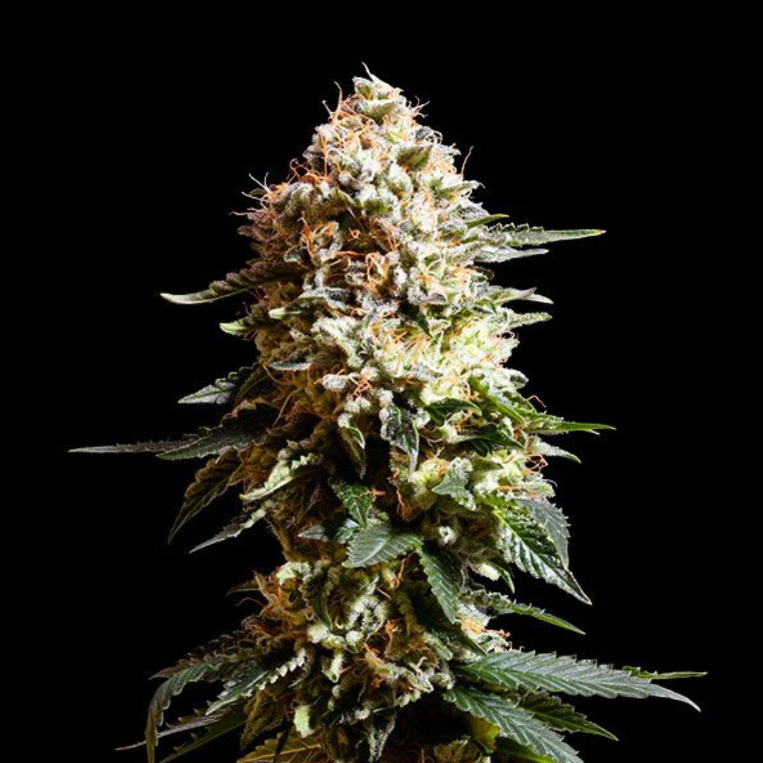 utmmj_org's tweet photo. Looking for something a little more devilish? 😈 Hellfire OG is the perfect THC powerhouse for the cannabis veteran or the patient needing potent relief. This spooky hybrid's California OG lineage makes it an absolute temptation! https://t.co/AEnbNWtT5S