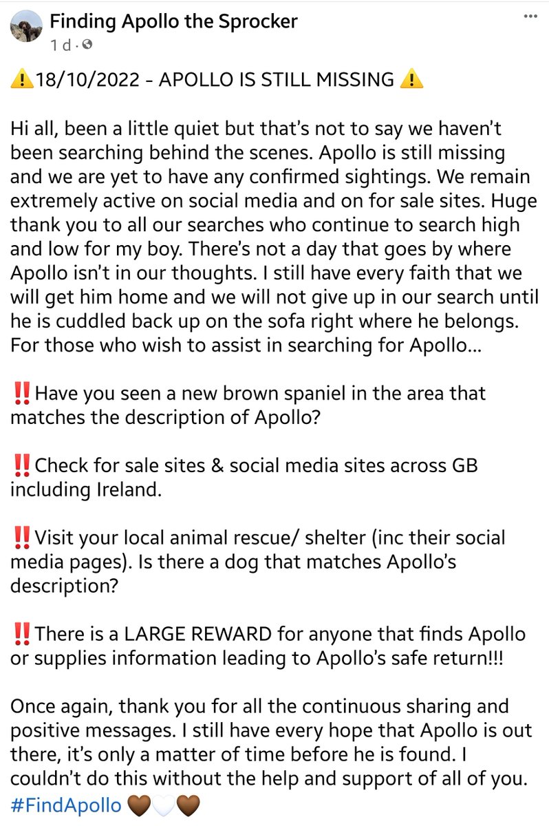 SpringerSaint's tweet photo. #FindApollo Apollo the sprocker is still missing from the lake district 
https://t.co/mFDjyhWmxs https://t.co/ap9xdQs4o8