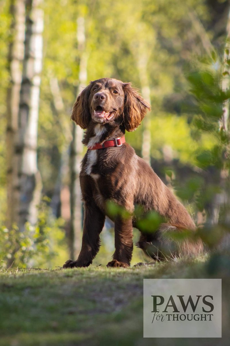 SpringerSaint's tweet photo. #FindApollo Apollo the sprocker is still missing from the lake district 
https://t.co/mFDjyhWmxs https://t.co/ap9xdQs4o8