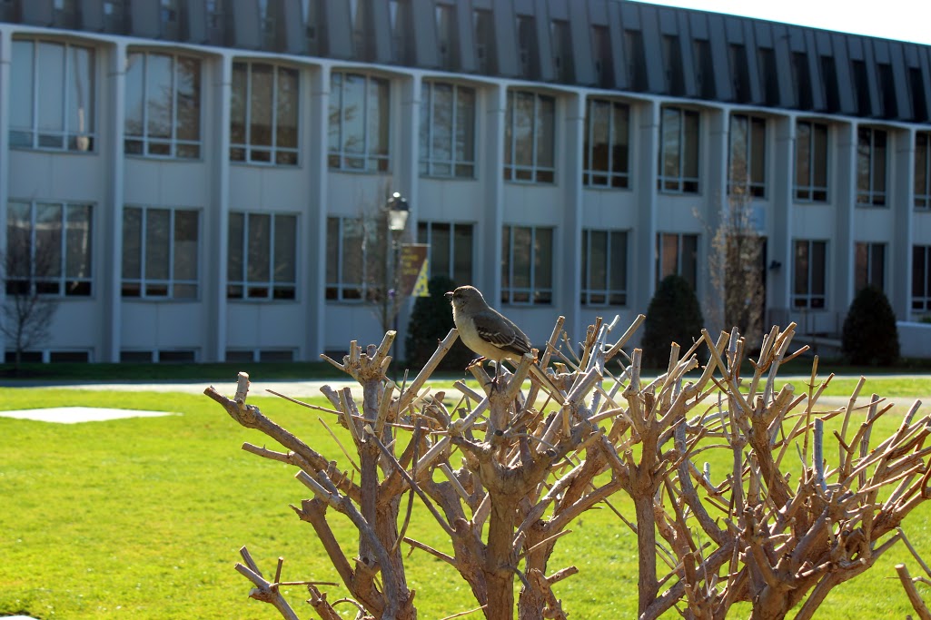 We all know and love our #AdelphiBunnies , but we also love the birds that fill our campus with beautiful songs!🐦💛