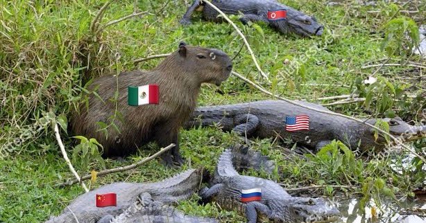 HistoriaPTontos's tweet photo. Les voy a dejar la Política Exterior Mexicana explicada con capibaras: https://t.co/ZdlI7QCorj