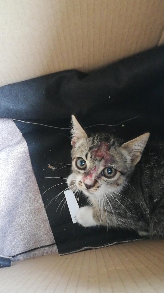 alcalaenfurecid's tweet photo. HAN RESCATADO A UN GATETE BEBÉ DE UNA TRAMPA PARA RATONES Y NO PUEDEN QUEDÁRSELO EN CASA. ¿ALGUIEN QUE PUEDA AYUDAR? https://t.co/1DgRJ79Xz5