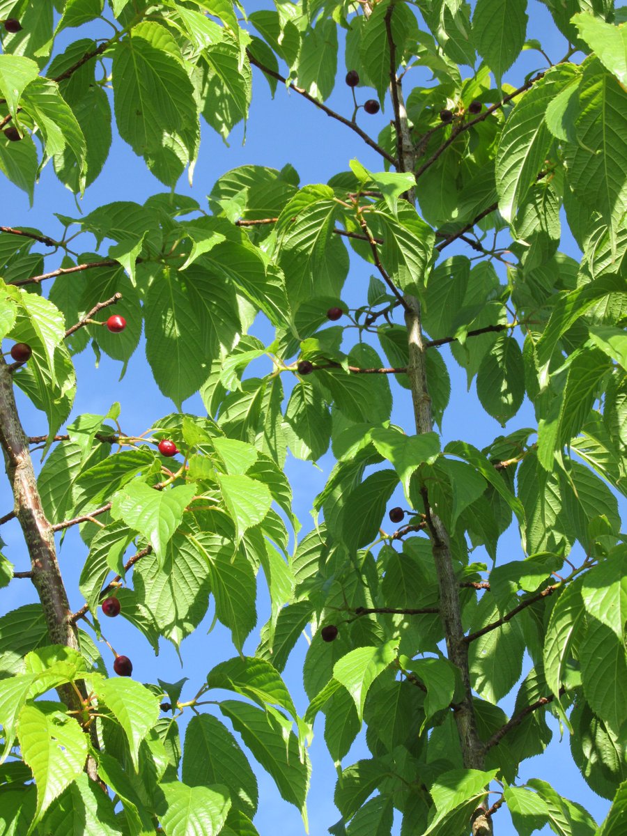 GabyLynch9's tweet photo. Off for our morning constitutional soon, here's cherries? on the flowering cherry tree - not seen these before ππ #NotForEating #KanzanFelixJury https://t.co/04Bz71iVp1