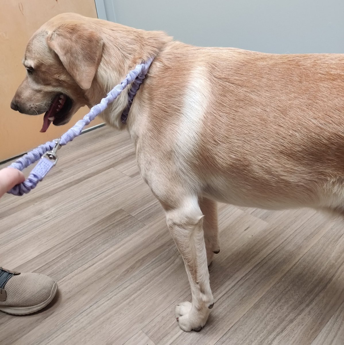 ekajate's tweet photo. #okotoks
#founddog
#FoundDogs
We found a golden lab in the Sheep River area. He has no chip, no tattoo, and is whole. 
We are thinking he may be a farm dog.
He is currently at a vet and will be handed off to Okotoks Bylaw.
If anyone is missing this boy, please let me know! https://t.co/mApSrJtqyi