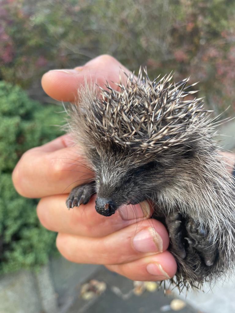 Baby hedgehog rescue