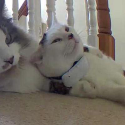 FunTimesHigh's tweet photo. basilandpolly - 2022-10-19T19:33:46Z - https://t.co/YdCjmhdUja https://t.co/CqFiDSXJRH