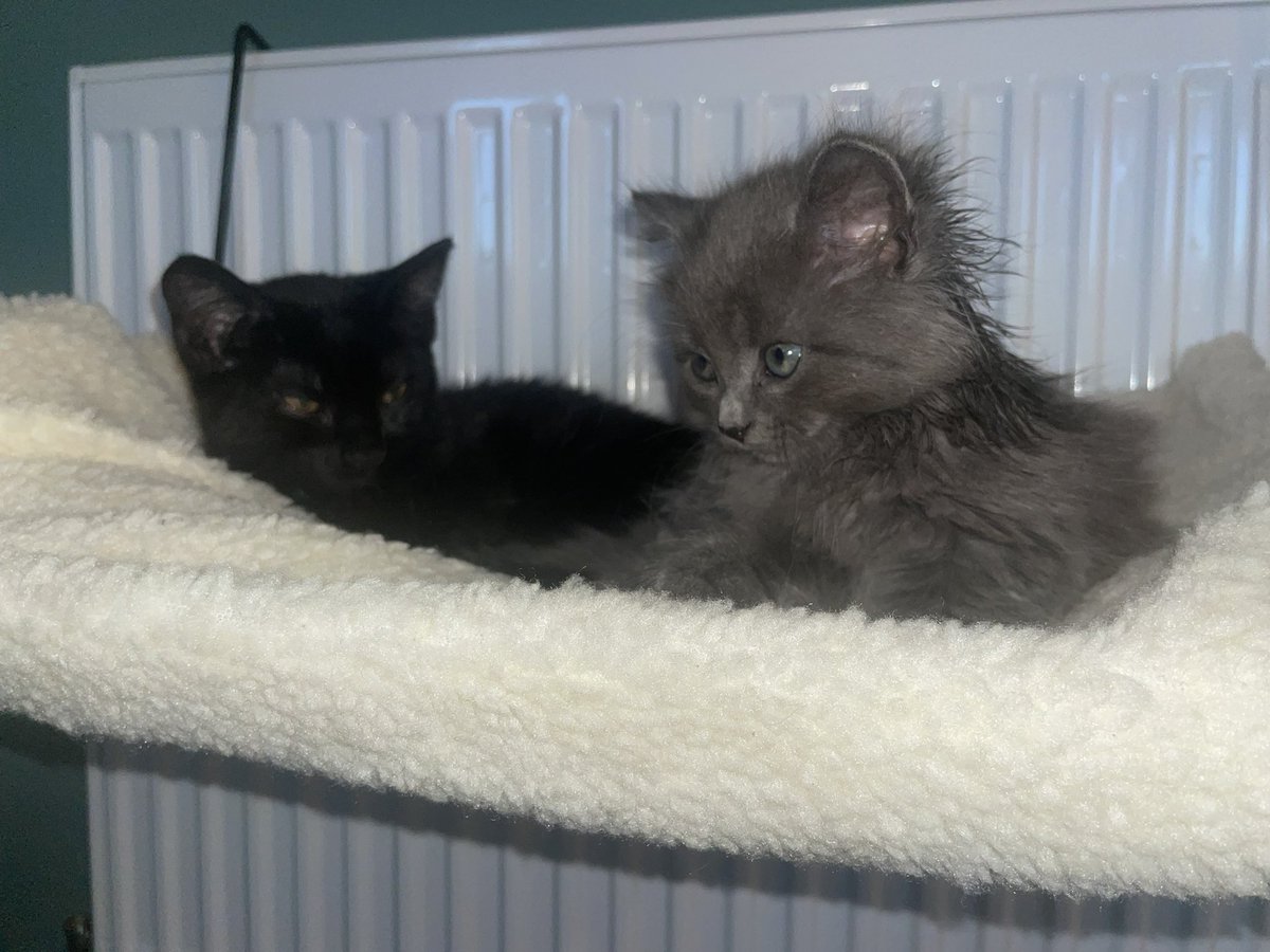 aims22xx's tweet photo. Nelly &amp; Bella my two fur babies🐱🐱 https://t.co/b8lIQpUKfs