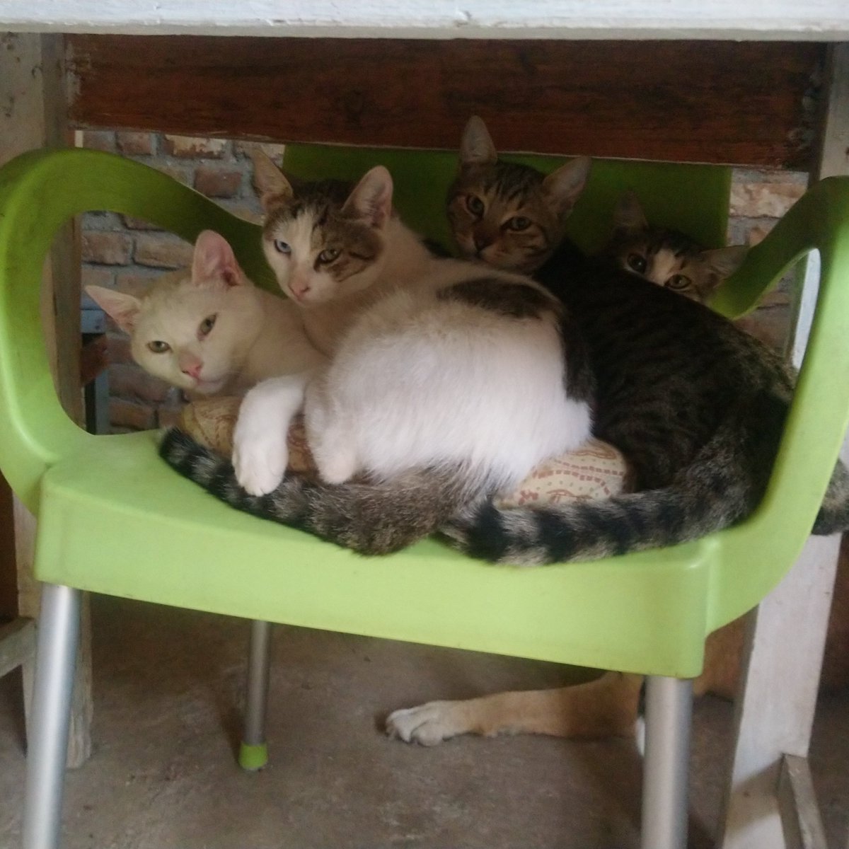 RebbieOWrites's tweet photo. For anyone stressed out by UK politics right now, here is a pile of cats I found in a chair in Albania.

#CatsOfTwitter #trussterfuck https://t.co/Of6UblEdmK