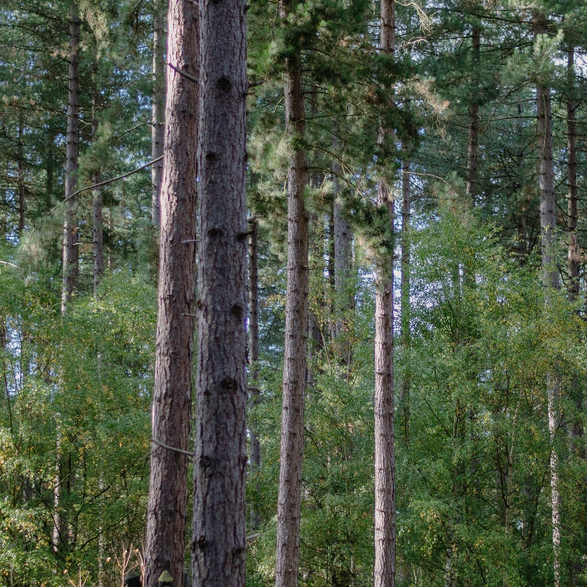 davidruston's tweet image. Forest bathing. I hate the term, but damn it always feels good. A lovely few days away.

Nikon Z6 + Nikkor 50mm

#sherwoodforest #nottinghamshire #trees #forest #autumn #woodland #nature #leaves #nikon #nikonz6 #mycp