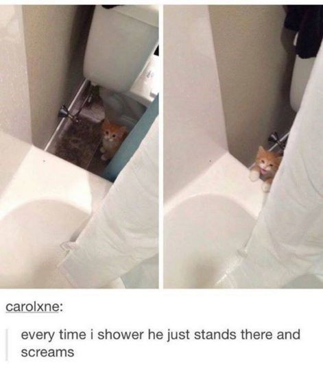 WholesomeMemes tweet media
