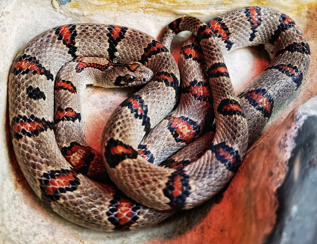 ExpoLaCulebra's tweet photo. Serpiente real mexicana #culebras #serpientes #viboras #herpetario #lampropeltis #kingsnake #lampropeltismexicana
#serpienterealmexicana #kingsnakesofinstagram #colubridsofinstagram #exposicionesenrenta #exposicioneslaculebra #exposicionesdidácticas #rentadeexposiciones https://t.co/ZFUpJ9KOFO