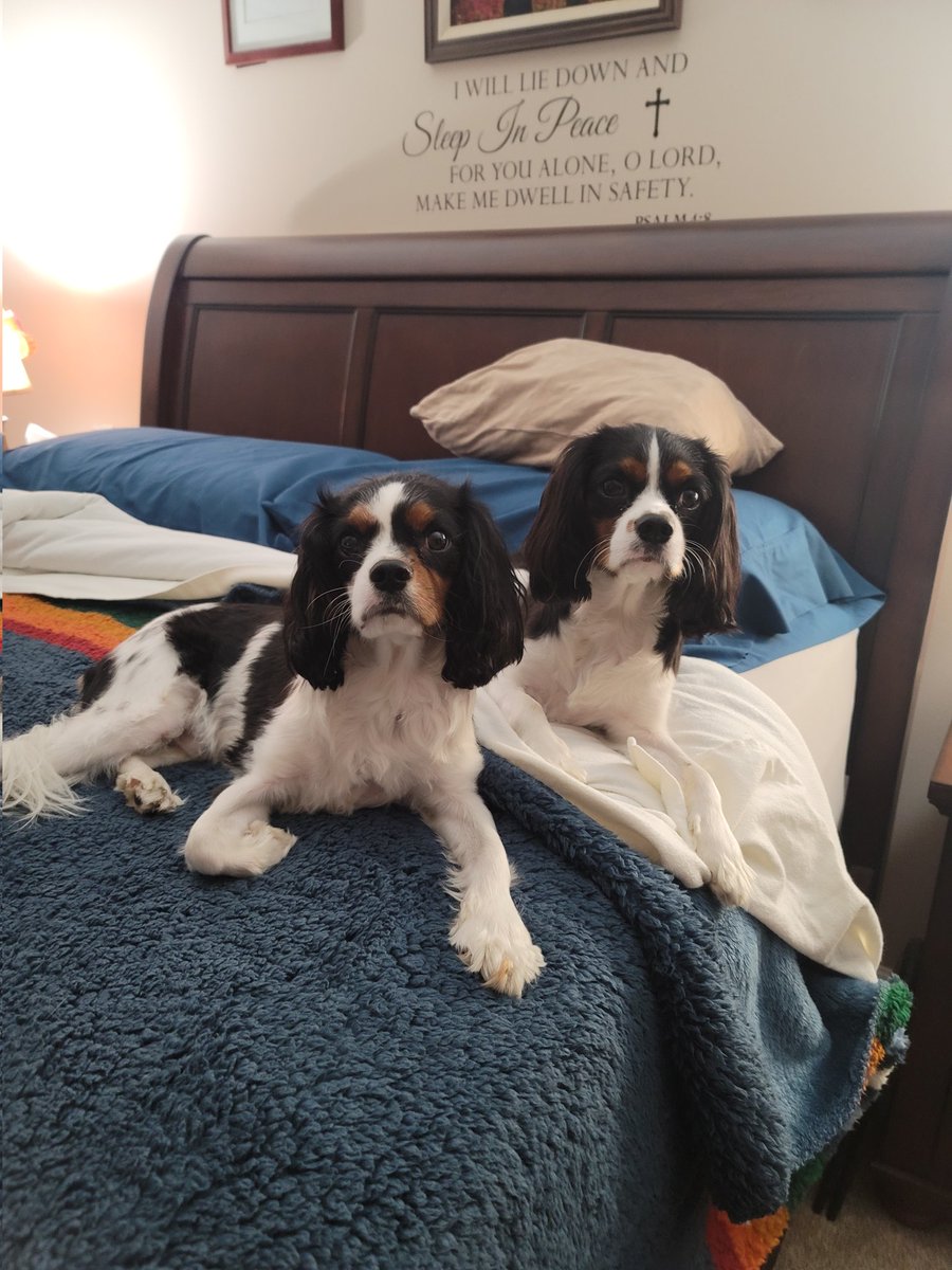 BethyAndPups's tweet photo. Our boy had surgery today. Doctor said he is doing well and resting.  His bubba is missing him tons. #cavalierkingcharles #puppylove #dogsarefamily https://t.co/1DNnUHhson