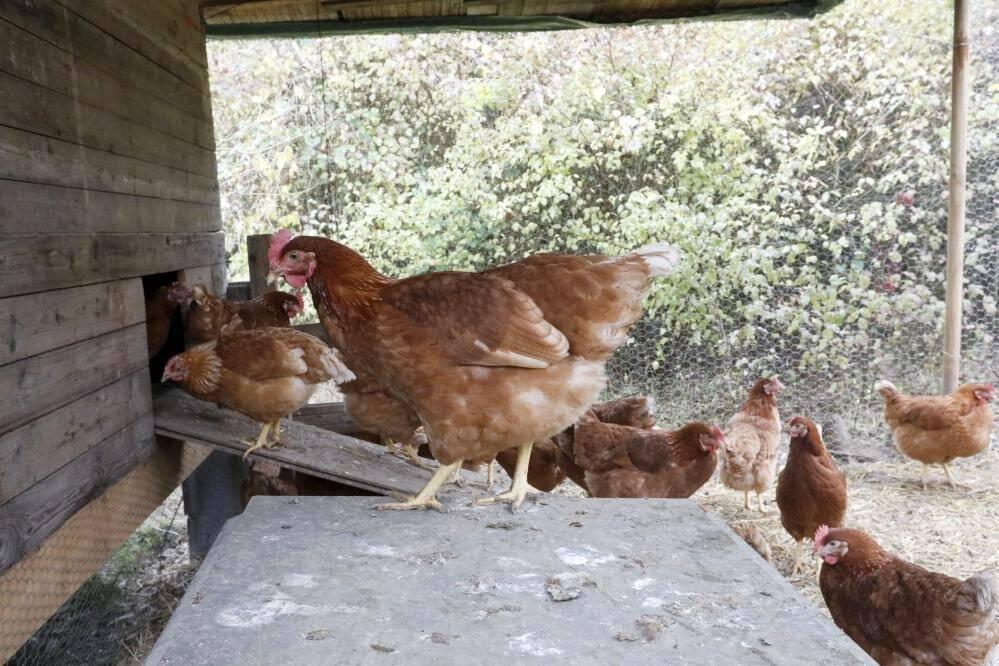 Grippe aviaire: les éleveurs appelés à confiner leurs volailles dans l'ouest de la France bit.ly/3VGyw3n