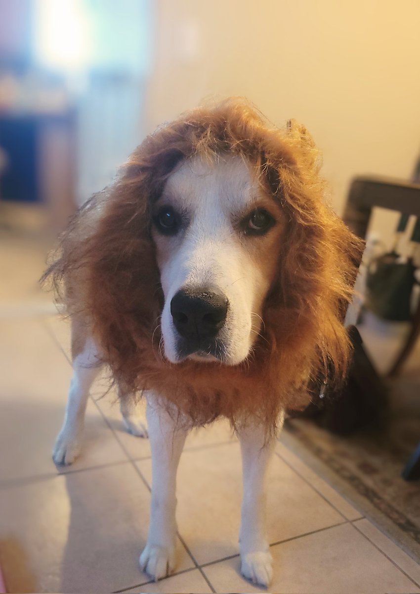 Cosmo the Lion 😁😁😁