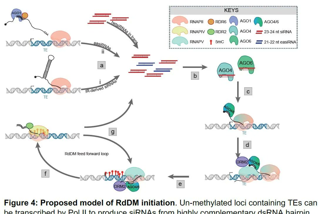 ThePlantCell's tweet photo. REVIEW:  Cotranscriptional RNA processing and modification in plants (Sebastian Marquardt, Ezequiel Petrillo, Pablo A Manavella) https://t.co/Aen6h1aMls #PlantSci  @ASPB https://t.co/H3Fxs46410
