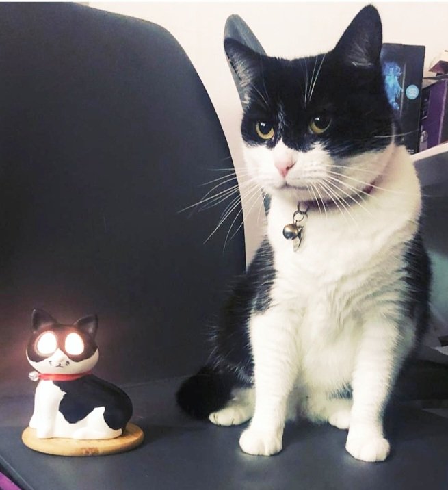 lunaballona25's tweet photo. 🖤🤍👀🖤🤍#luna #lunaballoona #rescuecat #Scottish #CatsOfTwitter #CatsLover #batcat #bestcat #Cat #tuxedocat https://t.co/wbRJVztSPY
