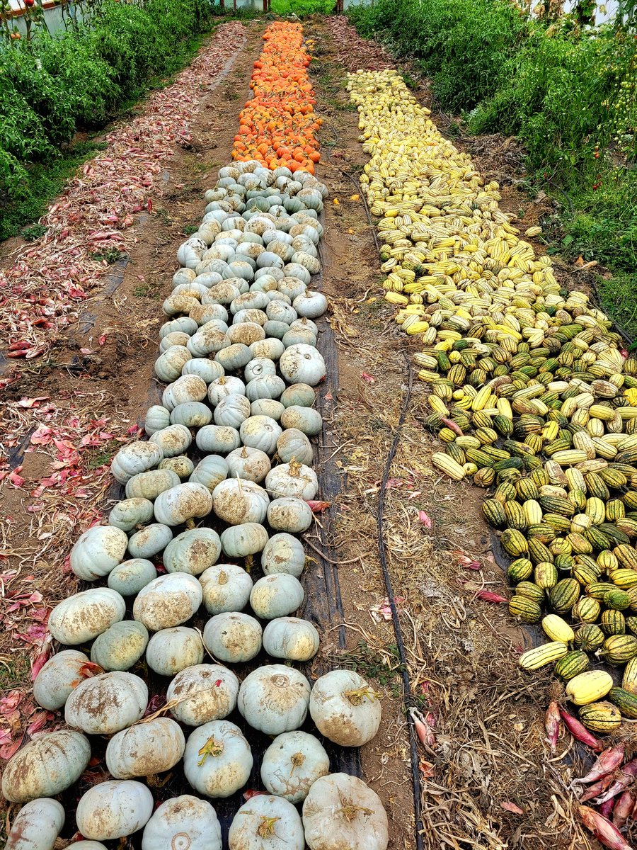 vegieguy's tweet photo. onions and squash at ballincarey farm. #grownherenotflownhere
#Mediterraneaninspired
#organicfarm
#grownforflavour
Say no to pumpkins this year https://t.co/jgGCIj22Fd