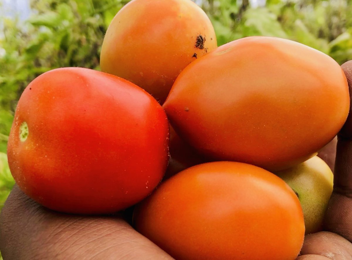 Waxsoosaarka Muqdisho 🥒🫑🍓🍅

Qurbajoogta Kasoo Jeeda 
Kgs, Jubaland Iyo Hirshabelle Dalkiina Maalgashada💰