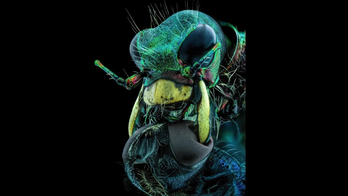 Vacuno's tweet photo. Arañas, hormigas, escarabajos y otros ganadores y menciones especiales del Concurso de Fotomicrografía 2022 de @NikonMX https://t.co/m2xzrZakeh https://t.co/9cdqBynYO1