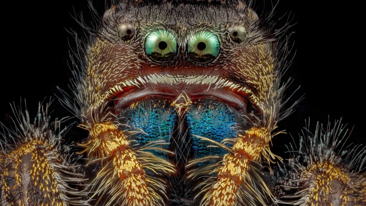 Vacuno's tweet photo. Arañas, hormigas, escarabajos y otros ganadores y menciones especiales del Concurso de Fotomicrografía 2022 de @NikonMX https://t.co/m2xzrZakeh https://t.co/9cdqBynYO1