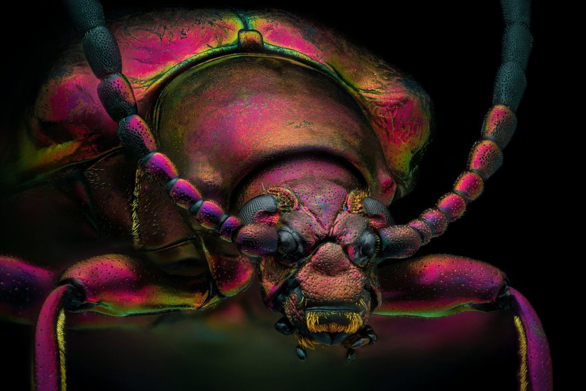 Vacuno's tweet photo. Arañas, hormigas, escarabajos y otros ganadores y menciones especiales del Concurso de Fotomicrografía 2022 de @NikonMX https://t.co/m2xzrZakeh https://t.co/9cdqBynYO1