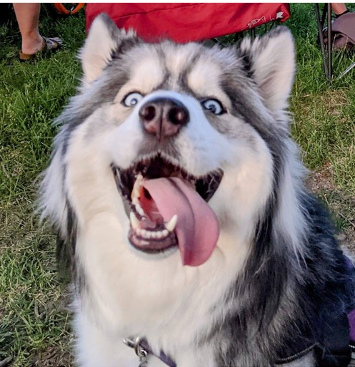 iastatelectures's tweet photo. This is Juneau. Juneau might have snuck a drink of his owner’s coffee, might’ve loved it and definitely drank the whole thing. Why, is it obvious? 12/10 

Human: Brian Tiffany, OIC/OIPTT/ISURF @ISURFtech 
#werateisudogs
@dog_rates https://t.co/u8LjF70cdV