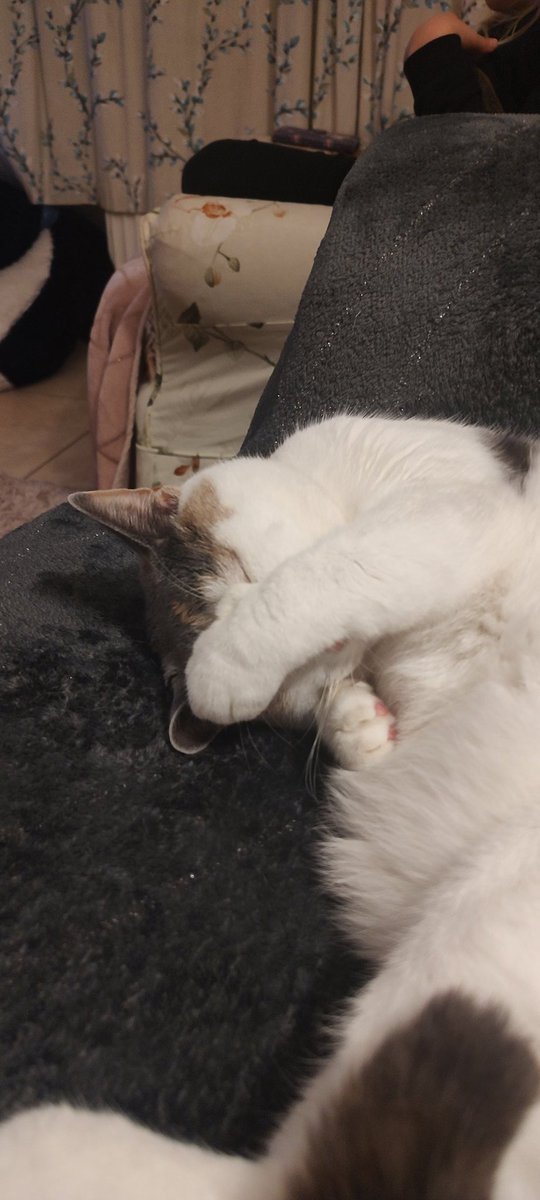 em_lovs's tweet photo. I think poor Mary has a headache trying to work out who's in and who's out 🧐.  

#torys #larythecat #DowningStreet #politicalcats #LizTrussPM https://t.co/OaymjSkILr