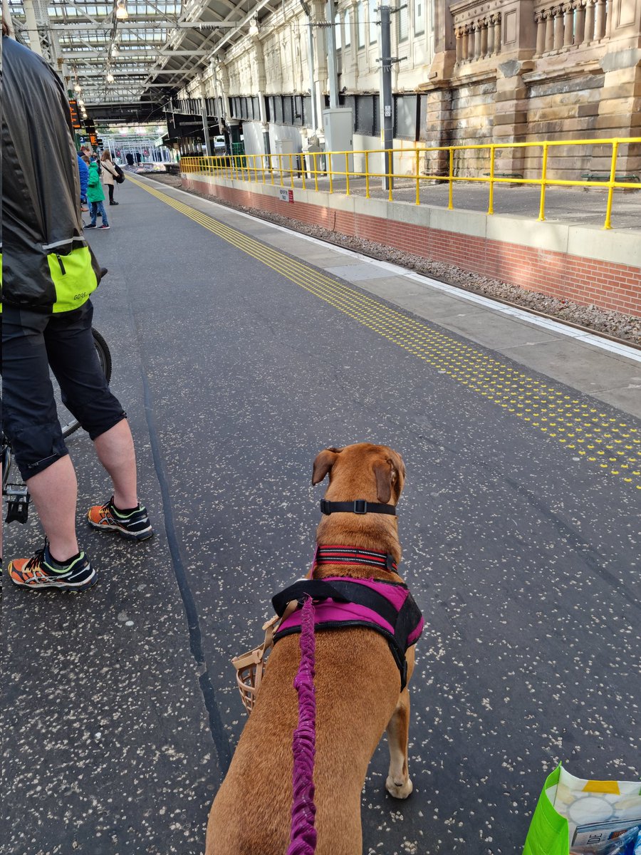 starry_nadine's tweet photo. @dog_rates Kelsey is still waiting your arrival at the train station lol 
#puppylove #Edinburgh https://t.co/W1Wh7WMbHS