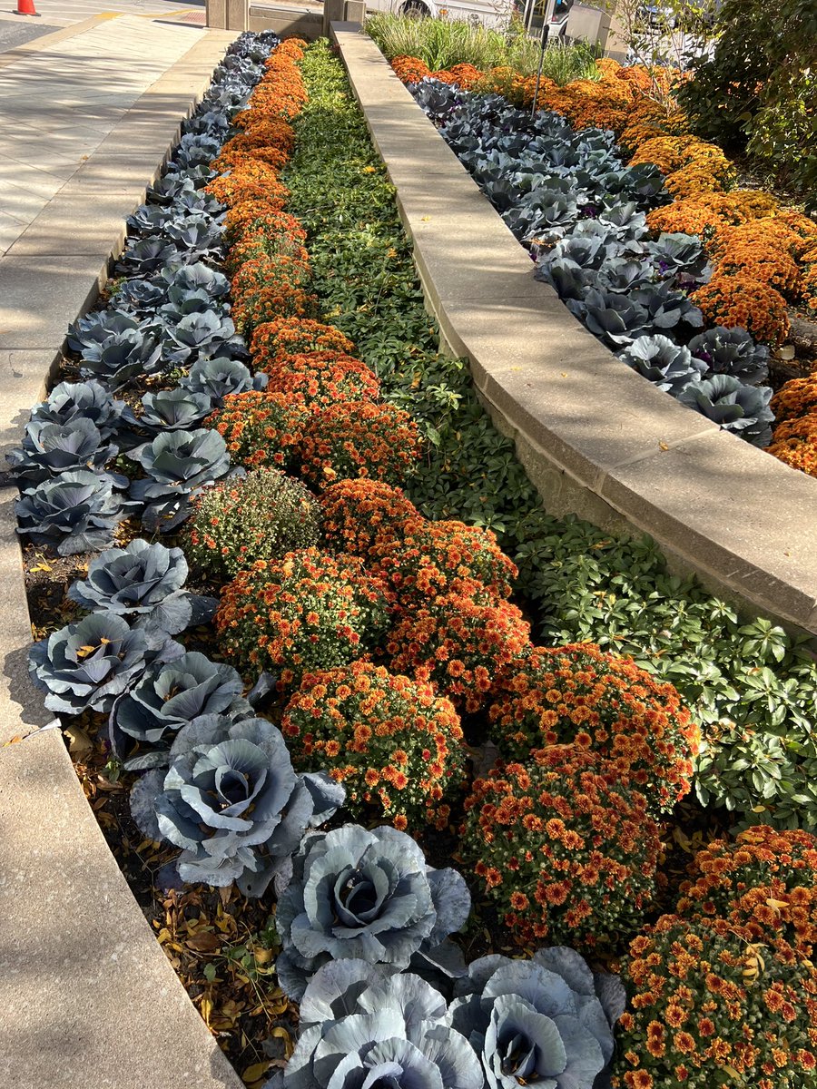 TennisChik's tweet photo. The Autumn Halloween flowers at the @UCCancerCenter are absolutely stunning! ππ€π§‘ #mums #fallmums #fallflowers #autumnflowers #Autumn #Fallsplendor https://t.co/xFSVas5uWu