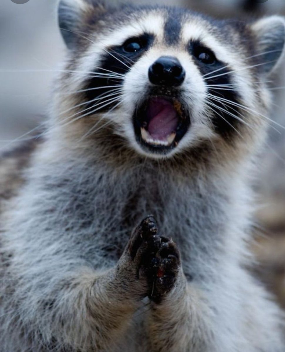 Austrian corruption scandal unravelling. With right-wing populism he rose to power. At the cost of the least fortunate he and his group gained influence and big money. Is anger, gloat or shock the right emotion to feel atm? A mix of all of them...