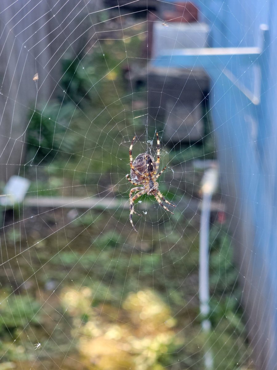 Crazed_Intent's tweet photo. Found this little guy chilling by the shed, he is so pretty. I love taking pictures of spiders. #spiders #photography #beautifulscary https://t.co/rULmQK9PmX