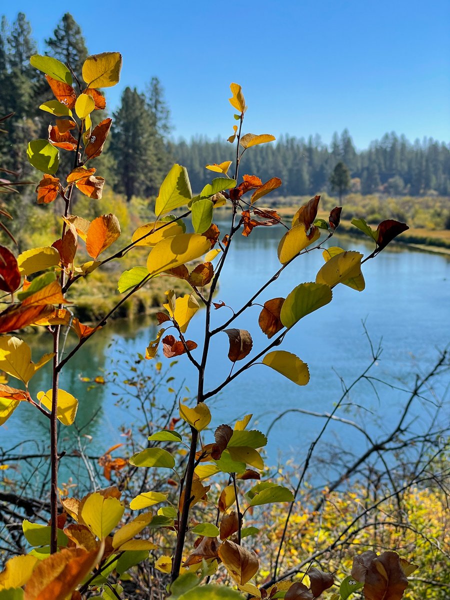 Close up of leaves changing to orange and yellows in foreground with river and forest in background.