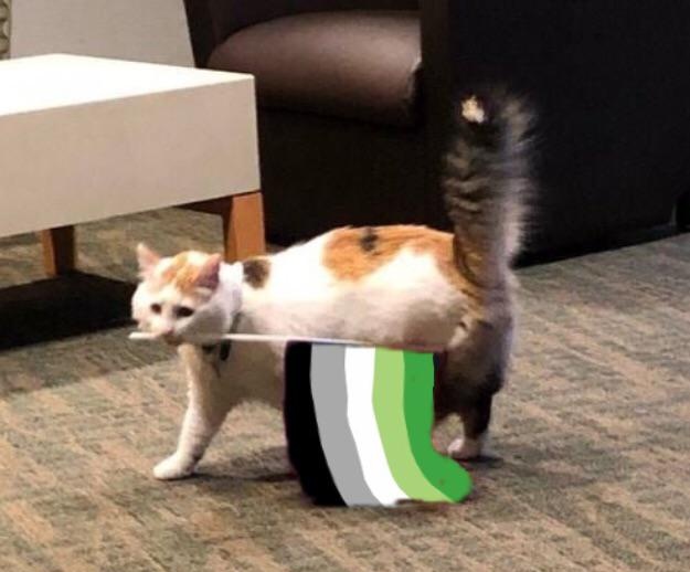 GDominadores's tweet photo. Essa página não é apenas uma página de gatinhos que você encontra em todos os lugares pela internet.
Aqui somos todos gatinhos inclusivos! 
🐱🏳️‍🌈🌈
+ https://t.co/iBSbaylqhy