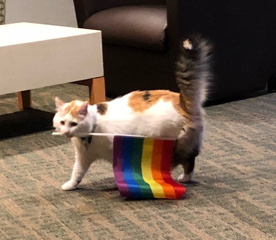 GDominadores's tweet photo. Essa página não é apenas uma página de gatinhos que você encontra em todos os lugares pela internet.
Aqui somos todos gatinhos inclusivos! 
🐱🏳️‍🌈🌈
+ https://t.co/iBSbaylqhy