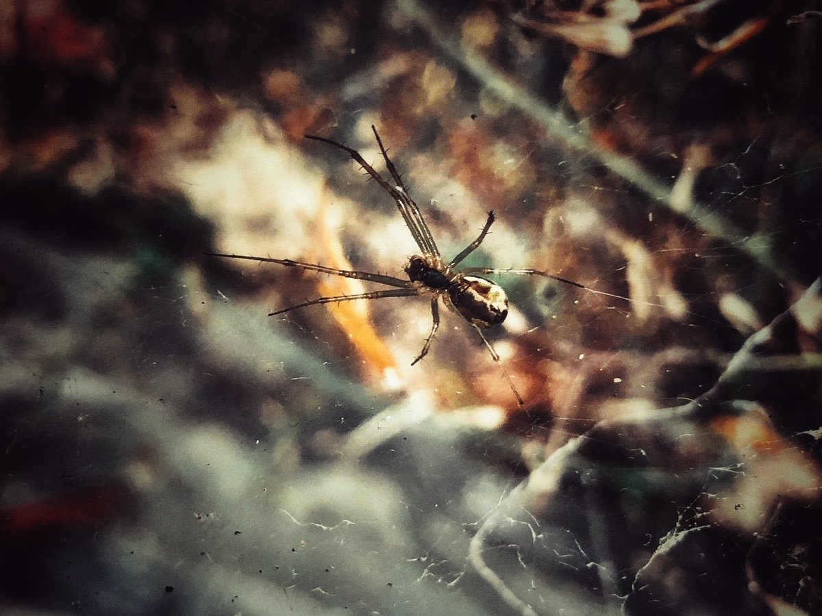 MudandBloom's tweet photo. ๐ทGo on a spooky nature photography hunt! ๐๐ธ
This is great fun and all you need is a camera or smart phone.
Read our blog post which includes some tips and ideas: https://t.co/EMipniB9uQ
#halloweenactivity #spookynature #photographyforkids #mudandbloom https://t.co/ZUZOijV2xM