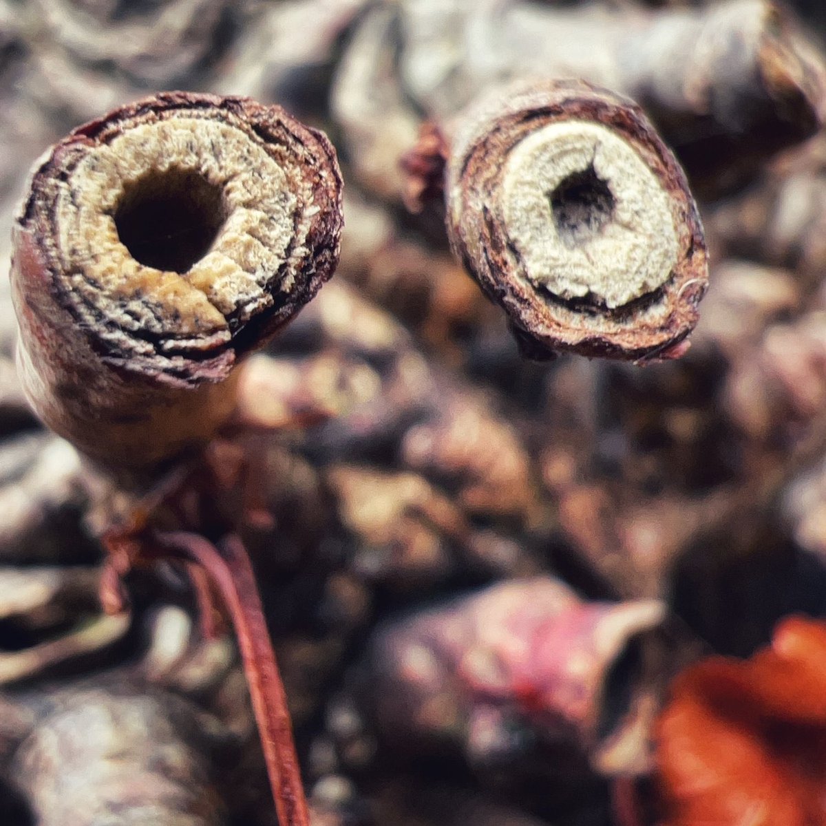 MudandBloom's tweet photo. ๐ทGo on a spooky nature photography hunt! ๐๐ธ
This is great fun and all you need is a camera or smart phone.
Read our blog post which includes some tips and ideas: https://t.co/EMipniB9uQ
#halloweenactivity #spookynature #photographyforkids #mudandbloom https://t.co/ZUZOijV2xM