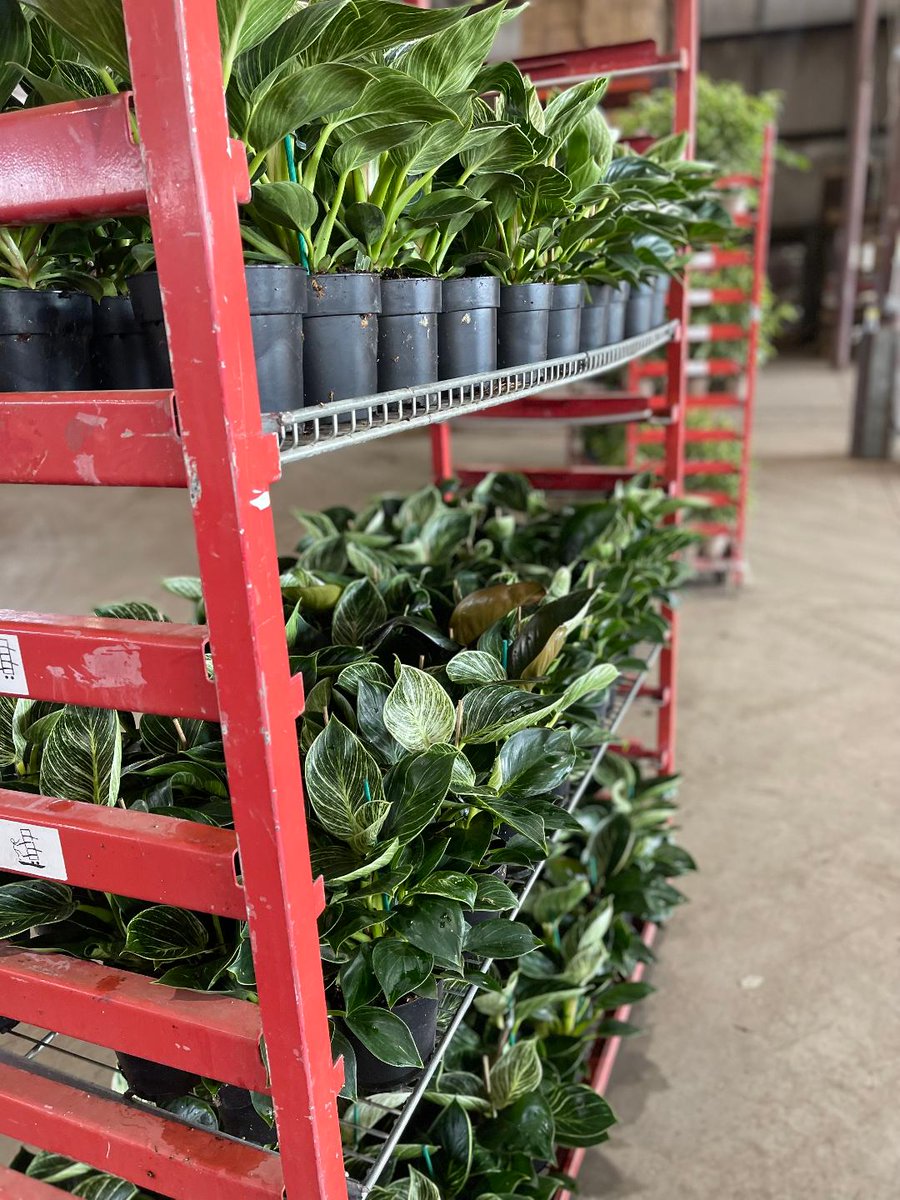 A few pics of the latest shipment headed out of our greenhouse. Which one is your favorite?  Comment below.

#DutchHeritageGardens #ColoradoGardening #Colorado #ColoradoProud #LocallyGrown #ColoradoFlowers #DutchHeritageGarden