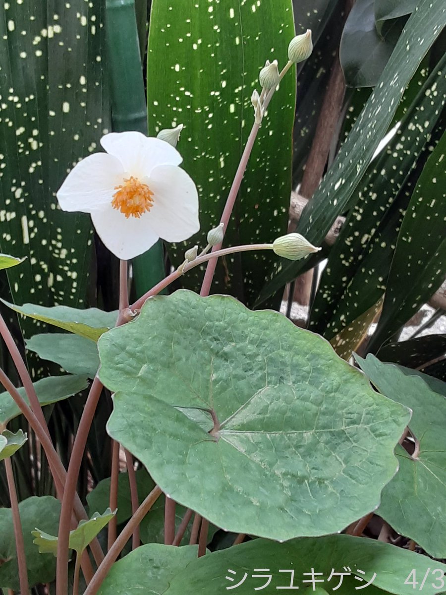 ItezaG's tweet photo. [白雪芥子/Snow popy]10/20
 #山野草 #シラユキケシ
 #wildflowers　宿根多年草
ケシ科シラユキケシ属
原産地　中国東南部高原地帯
由来　雪のような白い花を咲かせる処から
利用　生薬　有毒 https://t.co/QUQPFPhBqU