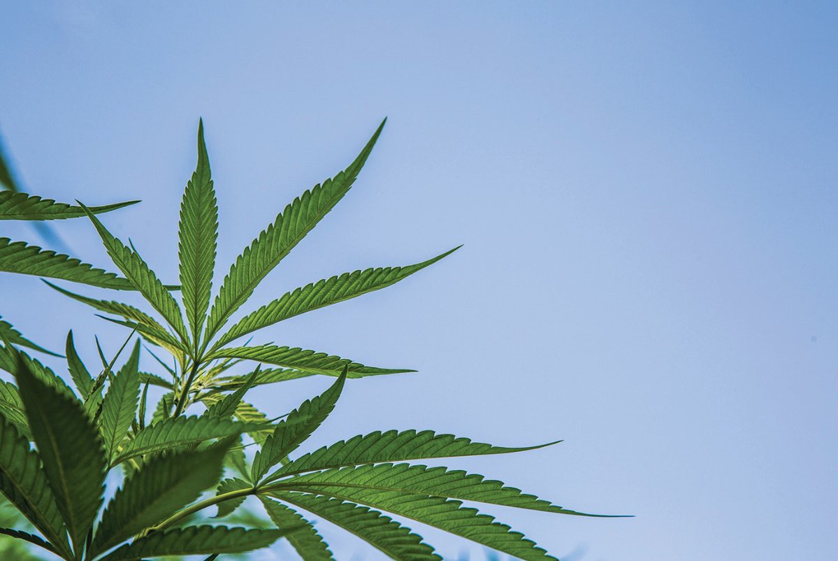 TheAnsonRecord's tweet photo. North Carolina’s two top Democratic state officials are urging the Republican-led legislature to decriminalize the possession of small amounts of marijuana in light of President Joe Biden’s pardon. Do you agree that marijuana should be decriminalized?

▶️ https://t.co/UwUWtA7oqt https://t.co/DZPx16iu5h