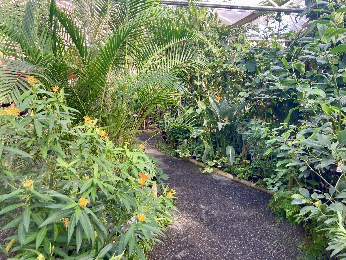 Mich_Calvert's tweet photo. The Butterfly House is looking so good, brilliant work @HornimanMuseum https://t.co/abcVRL3dt6