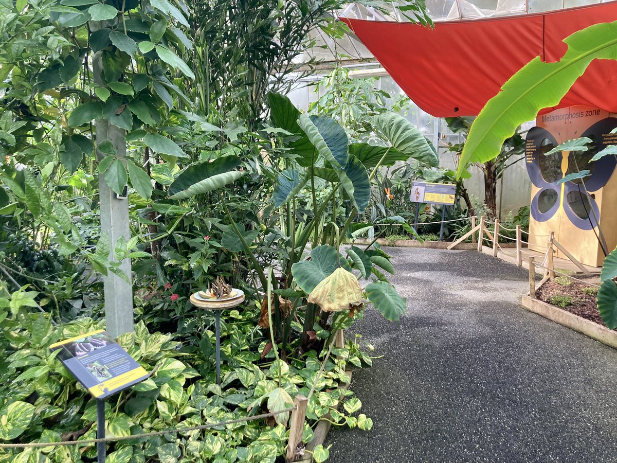 Mich_Calvert's tweet photo. The Butterfly House is looking so good, brilliant work @HornimanMuseum https://t.co/abcVRL3dt6