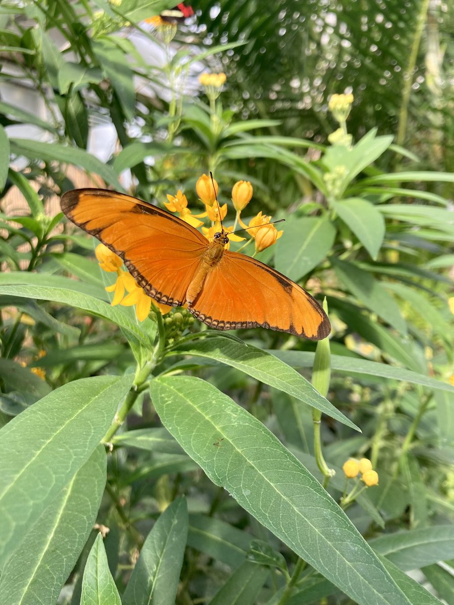 Mich_Calvert's tweet photo. The Butterfly House is looking so good, brilliant work @HornimanMuseum https://t.co/abcVRL3dt6