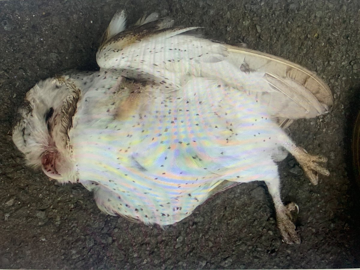 CarlileNicholas's tweet photo. How much damage can a single owl do to a storm-petrel colony under restoration? Just published on struggles, the hunt for the killer and redemption. You’ve got to love seabirds! https://t.co/UOU8n3dQWG https://t.co/rHCOwSK4B4