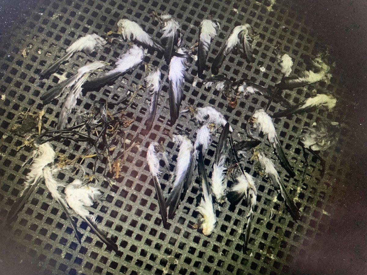 CarlileNicholas's tweet photo. How much damage can a single owl do to a storm-petrel colony under restoration? Just published on struggles, the hunt for the killer and redemption. You’ve got to love seabirds! https://t.co/UOU8n3dQWG https://t.co/rHCOwSK4B4