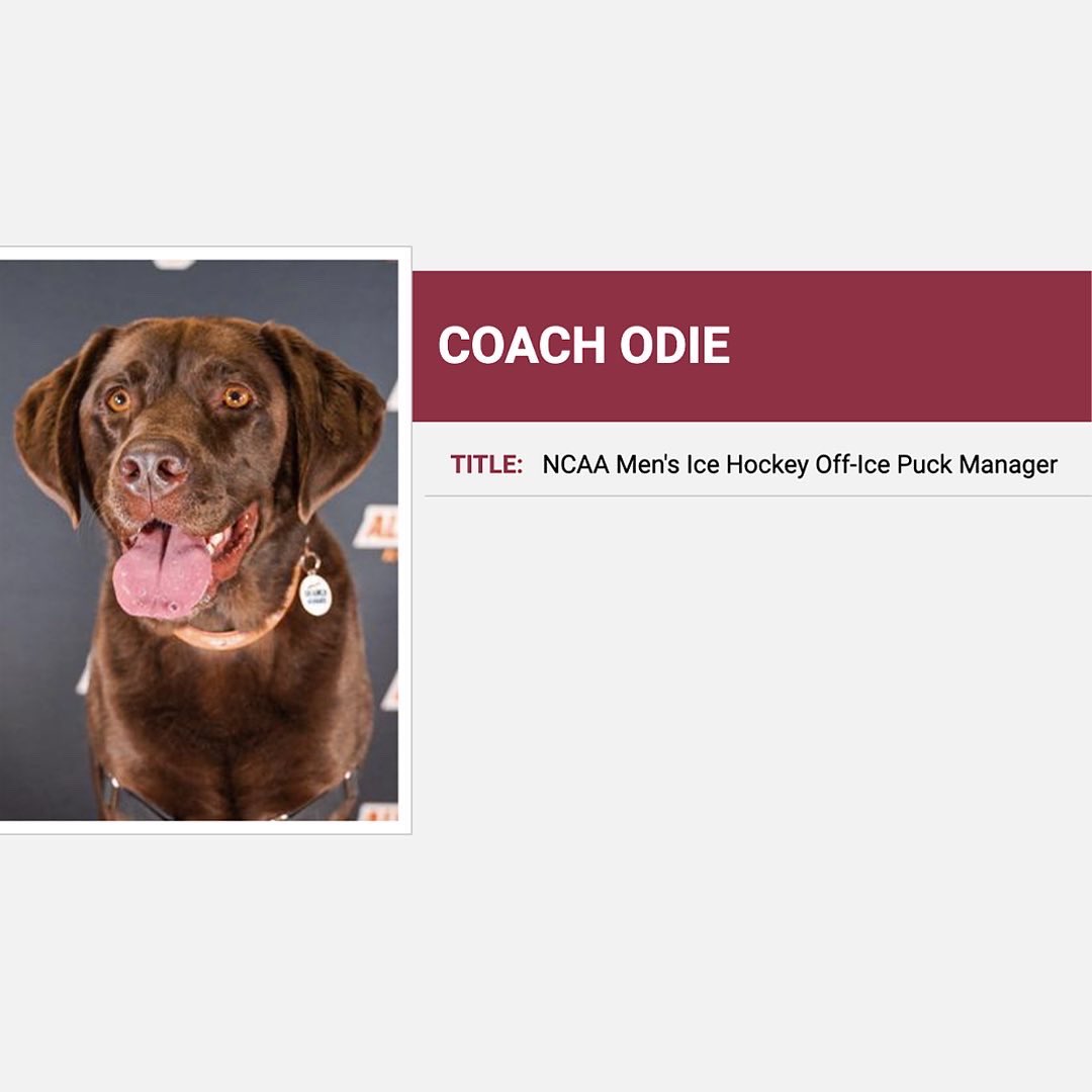 We are very pleased to announce that a very good pup has joined the Alvernia Athletics staff. auwolves.com/staff-director…