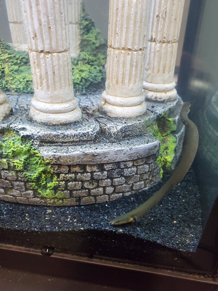 CFHS Aquatics tweet media