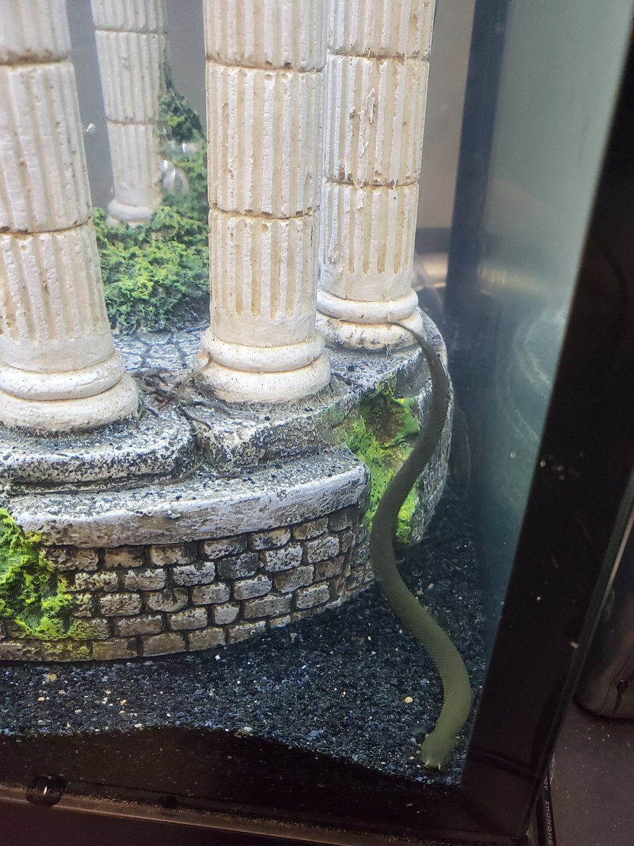 CFHS Aquatics tweet media