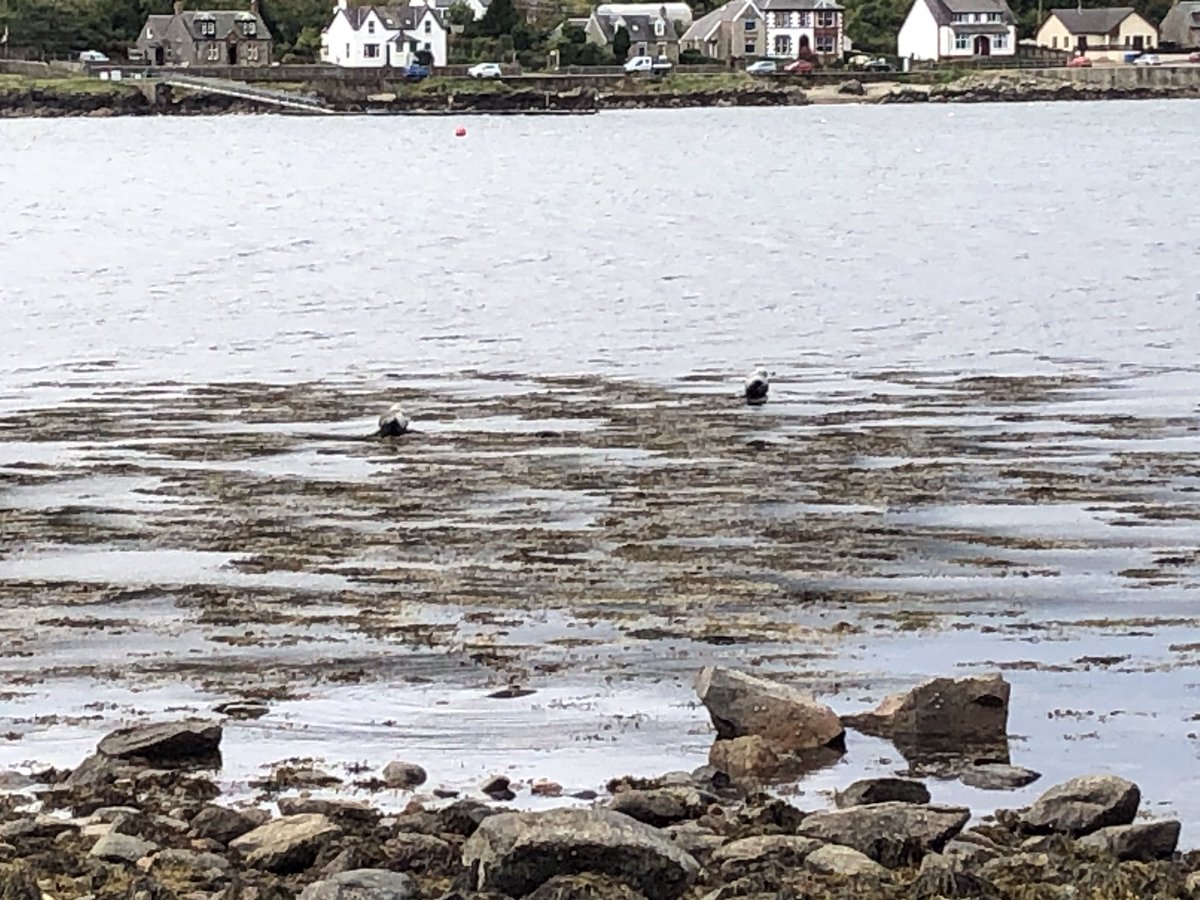 A great morning session for our Geologists looking at the Dalradian rocks round the N of Lochranza and then bimbling on round to  Hutton’s eponymous unconformity.  
Even the seals came out to enjoy the Geology

Great to bump into @snoweider ITRW 👋🏻